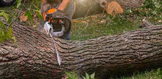 Best Tree Cabling and Bracing  in Etowah, TN