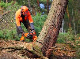 Best Emergency Tree Removal  in Etowah, TN