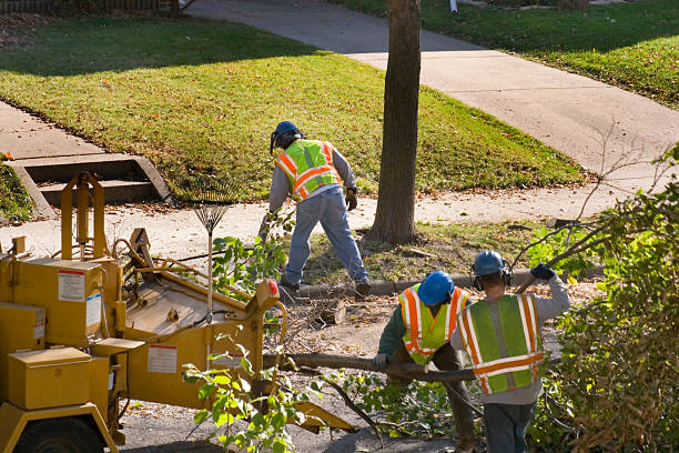 Best Hazardous Tree Removal  in Etowah, TN