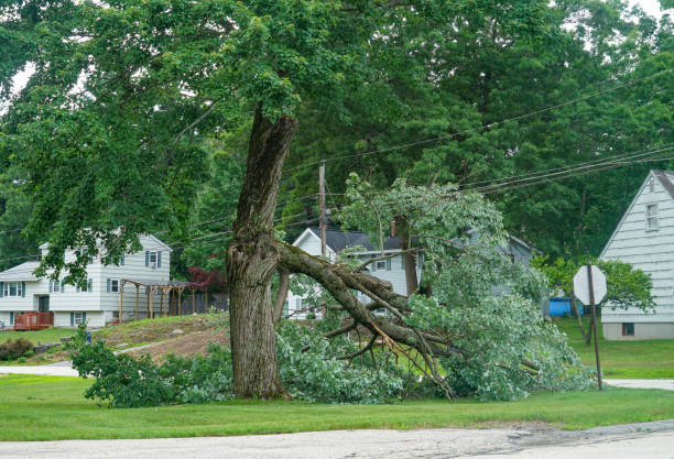 Best Utility Line Clearance  in Etowah, TN