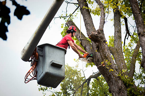 Trusted Etowah, TN Tree Care  Experts