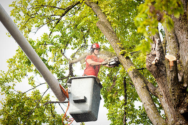 Best Hedge Trimming  in Etowah, TN