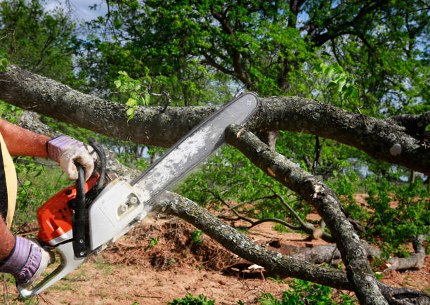 Best Fruit Tree Pruning  in Etowah, TN