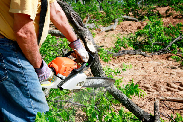 Best Tree and Shrub Care  in Etowah, TN